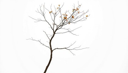 Fototapeta premium Single deciduous tree, stark branches against bright white, graphic, photography