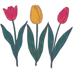 Spring flowers. Tulip bouquet. Good for posters, postcards, banners, ad, logo, labels and tags