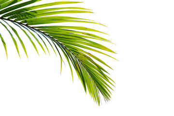 Palm leaf isolated on white background
