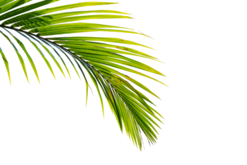 Palm leaf isolated on white background