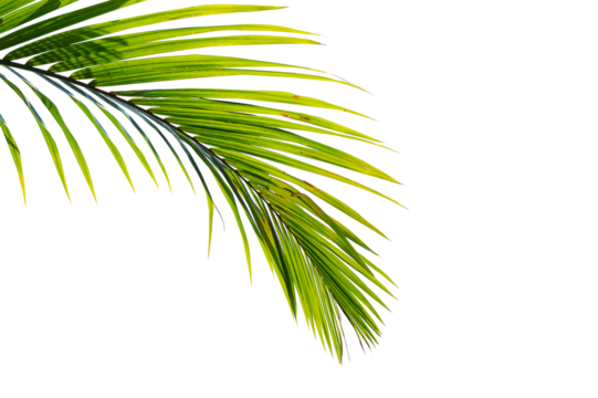Palm leaf isolated on white background
