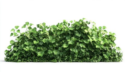 Naklejka premium Lush Green Ivy Bush Isolated on White Background