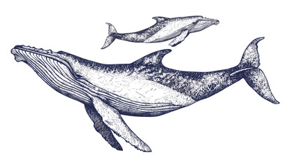 Vector vintage engraving of humpback whale, blue whale, ink sketch, wild cachalot background, giant dolphin, line art, marine life illustration, ocean creatures, aquatic animals. © aura studio