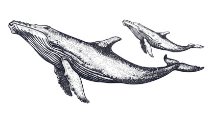 Blue whale vector art, vintage engraving, humpback whale, wild cachalot sketch, ink line illustration, giant dolphin, ocean life, marine creatures, sea mammal background. © aura studio