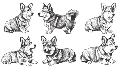 Vintage corgi dog sketch, welsh pembroke illustration, vector ink engraving, corgi art set, isolated corgi dog, welsh pembroke background, dog illustration, corgi breed, cute corgi art