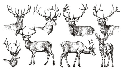 Vintage deer illustration, wild doe, stag, reindeer art, vector engraving, isolated ink sketch, nature background, wildlife art, animal design, forest scene, wildlife sketch