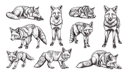 Fox vector illustration, vintage ink sketch, wild dog isolated set, engraving art, sketch drawing, nature wildlife, animal background, forest art, hand-drawn fox, fox illustration