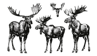 Ink sketch vintage moose, wild elk illustration, deer vector art, wildlife engraving, elk silhouette, nature vector design, animal art, forest scene, moose engraving
