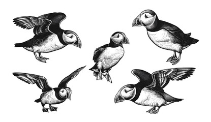 Wild bird sketch, puffin vector illustration, Thunderbird engraving, stormy petrel art, vintage puffin set, ink sketch, isolated puffin, bird design, wildlife art, vector illustration.
