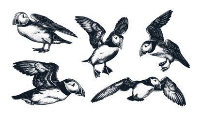 Vintage puffin vector art, engraved Thunderbird sketch, isolated puffin bird, wild bird illustration, stormy petrel background, wildlife sketch, puffin engraving, wild bird vector.