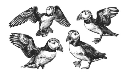 Vector puffin set illustration, vintage ink sketch, wild bird, stormy petrel art, Thunderbird sketch, isolated, engraving, puffin bird design, stormy petrel drawing, wildlife vector art.