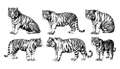 Bengal tiger vector art, vintage tiger illustration, wild cat ink sketch, isolated tiger set, tiger drawing, Bengal tiger background, wild animal vector, hand-drawn tiger. © aura studio