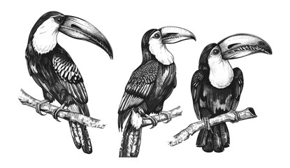 Vintage vector toucan illustration, wild parrot, ink sketch, tropical background, exotic birds, nature art, engrave design, toucan set, tropical wildlife, parrot art, ink drawing © aura studio