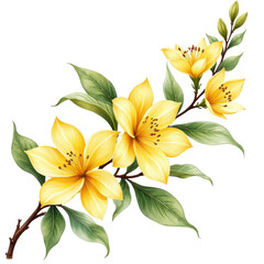Fototapeta premium Yellow Flowers on Branch with Green Leaves and Transparent Background