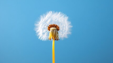 Obraz premium Minimalist Zen Dandelion Macro Ethereal Nature for Wellness Branding, Mindfulness Content and Sustainable Digital Marketing Trends