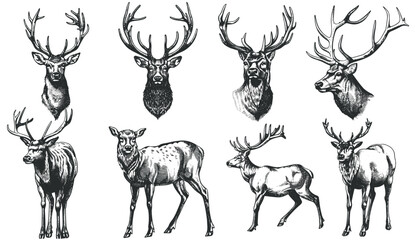 Hand drawn vector deer set, vintage engraving isolated stag, northern reindeer background, ink sketch silhouette, black and white wildlife art, nature scene, forest wildlife © aura studio