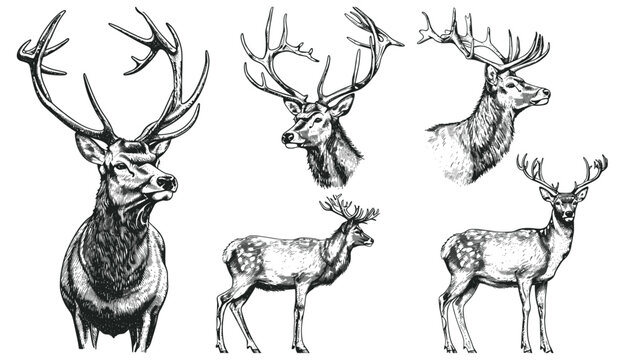 Vintage deer set illustration, isolated reindeer silhouette, black and white ink sketch, northern stag engraving, wildlife design, hand drawn art, forest wildlife, animal vector
