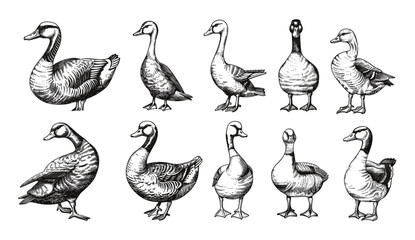 Vintage engraving, goose ink sketch, black and white vector, duck illustration, farm bird silhouette, hand drawn image, wildlife art, geese sketch, farm animals, bird illustration