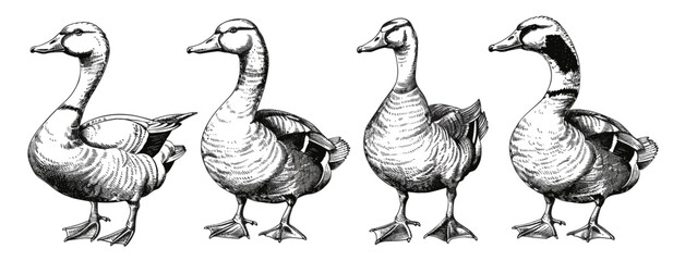 Hand drawn vector image, vintage engraving, duck and goose sketch, farm bird art, wildlife sketch, black and white illustration, farm birds, animal silhouette, bird engraving, nature art © aura studio