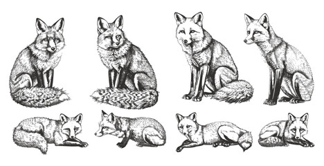 Fox silhouette, wild animal art, hand drawn vintage engraving, black and white sketch, isolated illustration, foxy animal image, wildlife drawing, nature art, fox sketch