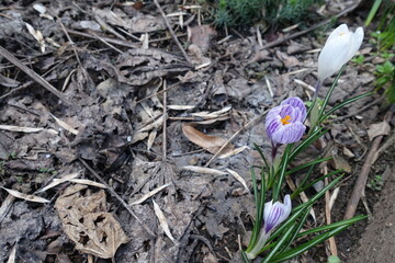 Three purple and white striped flowers of Crocus vernus in April