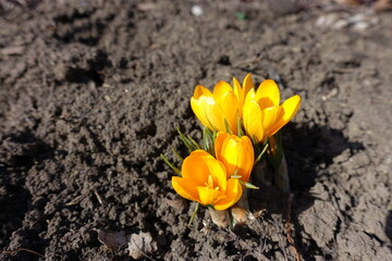 Group of four amber yellow flowers of crocuses in February