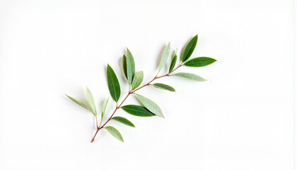 Fototapeta premium Green leaves on a white background