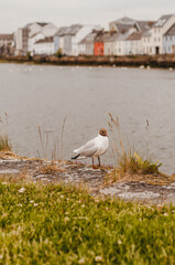 seagull on the beach