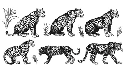 Vector illustration black and white hand drawn leopard set, vintage engraving jaguar, panther, cheetah, Africa wild cat, animal silhouette, ink sketch, art background © aura studio