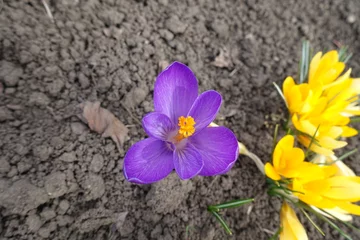 Fotobehang Krokus Fully opened purple and yellow flowers of Crocus vernus in April  © Anna