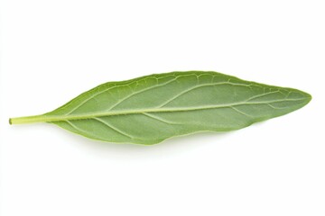 Obraz premium Stevia Leaves. Herbal Green Stevia Leaf Isolated on White Background