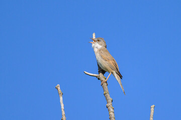 A Common Whitethroat sitting on a top of a tree
