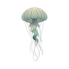 Jellyfish