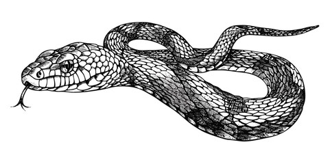 Naklejka premium Viper snake illustration, vintage engraved serpent art, black and white ink sketch, cobra silhouette, hand drawn reptile, asp vector, isolated serpent image, serpent sketch