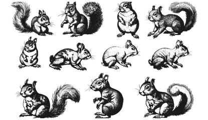 Vintage engraving squirrel illustration, vector ink sketch set, forest animal silhouette, black and white hand drawn image, detailed wildlife art, woodland etching