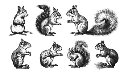 Vector ink sketch squirrel set, vintage engraving, forest background, animal silhouette, black and white illustration, hand drawn image, wildlife etching, rustic nature art