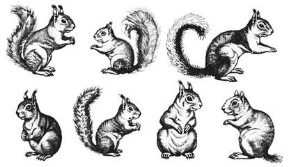 Vintage engraving squirrel set illustration, vector ink sketch, forest background, animal silhouette, black and white hand drawn image, woodland wildlife art, detailed etching