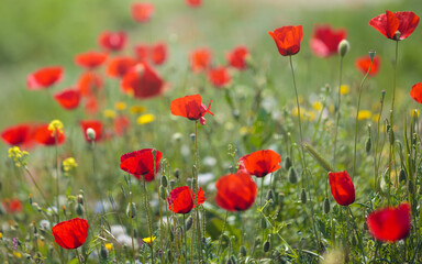 Obraz premium Red poppies in full bloom, surrounded by green grass and dotted with yellow wildflower. Blurred background creates dreamy effect, highlighting delicate petals and natural beauty of flowers