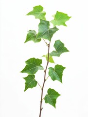 Naklejka premium Tulip Poplar Tree in Autumn. White Background for Botanic Gardening