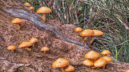 Wild Mushroom, Protected Landscape Monte Valcorchero y Sierra del Gordo, UICN, Plasencia, Cáceres,...