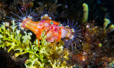 Anemone Hermit Crab, Dardanus pedunculatus, Left-handed Hermit Crab, Lembeh, North Sulawesi, Indonesia, Asia