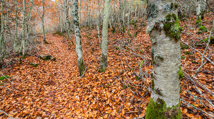 Fototapeta premium Hayedo de la Pedrosa Natural Protected Area, Beech Forest Autumn Season, Fagus sylvatica, Riofrío de Riaza, Segovia, Castilla y León, Spain, Europe