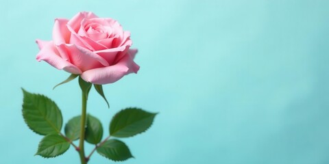 Fototapeta premium A Delicate Pink Rose Against a Light Blue Background, a Symbol of Elegance and Beauty, Perfect for Greeting Cards or Romantic Designs