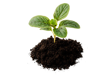 Young green plant growing out of black soil.