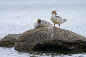 Two common merganser resting on a rock in the sea