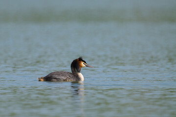 Great crested grebe swimming on a lake
