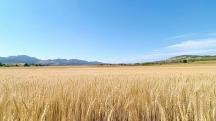 Obraz premium Golden wheat field under clear blue sky with distant mountains, epitomizing rural beauty and tranquility.