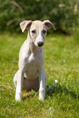 Whippet Puppy sitting on the lawn