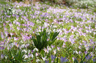 "Beautiful Spring Meadow with Blooming Purple Crocuses and Snowdrops in the Center