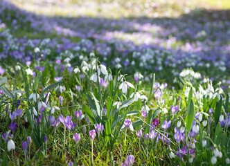 Beautiful Spring Meadow with Blooming Crocuses and Snowdrops in Sunlight